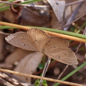Unidentified Geometer moth (Geometridae) at suppressed by CathB