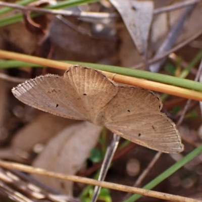 Unidentified Geometer moth (Geometridae) at Cook, ACT - 2 Mar 2024 by CathB