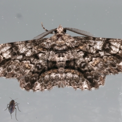 Cleora injectaria (A Cleora Bark Moth) at Ainslie, ACT - 3 Mar 2024 by jb2602