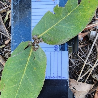 Eucalyptus neglecta (Omeo Gum) at Whitlam, ACT - 5 Mar 2024 by Steve818