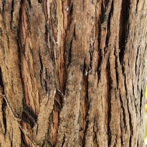 Eucalyptus neglecta at Molonglo River Reserve - 5 Mar 2024