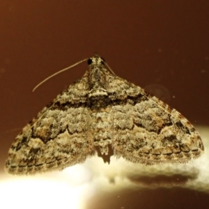 Phrissogonus laticostata (Apple looper moth) at suppressed by CathB