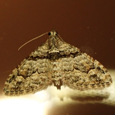 Phrissogonus laticostata (Apple looper moth) at Cook, ACT - 3 Mar 2024 by CathB
