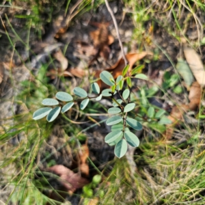 Indigofera australis subsp. australis at QPRC LGA - 5 Mar 2024 05:29 PM