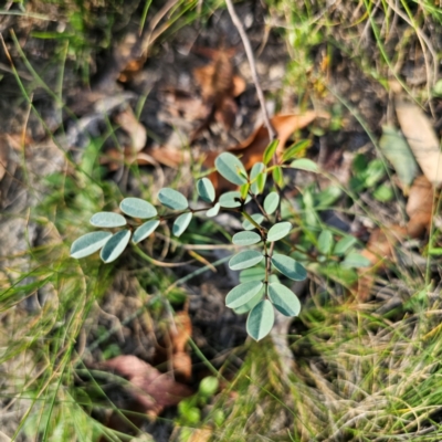 Indigofera australis subsp. australis (Australian Indigo) at Captains Flat, NSW - 5 Mar 2024 by Csteele4