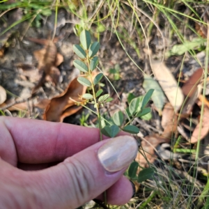 Indigofera australis subsp. australis at QPRC LGA - 5 Mar 2024 05:29 PM