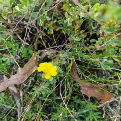 Hibbertia obtusifolia (Grey Guinea-flower) at QPRC LGA - 5 Mar 2024 by Csteele4