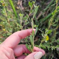 Hibbertia obtusifolia at QPRC LGA - 5 Mar 2024