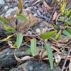 Hardenbergia violacea (False Sarsaparilla) at QPRC LGA by Csteele4