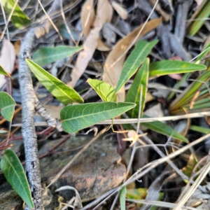 Hardenbergia violacea at QPRC LGA - 5 Mar 2024 05:31 PM