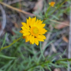 Xerochrysum viscosum (Sticky Everlasting) at Captains Flat, NSW - 5 Mar 2024 by Csteele4