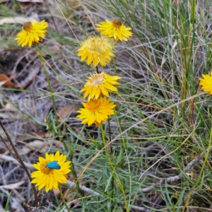 Xerochrysum viscosum at QPRC LGA - 5 Mar 2024