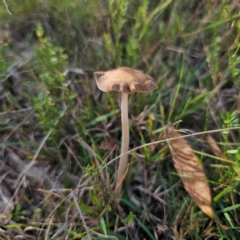 Oudemansiella 'radicata group' (Rooting shank) at QPRC LGA - 5 Mar 2024 by Csteele4