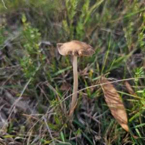 Oudemansiella 'radicata group' at QPRC LGA - 5 Mar 2024