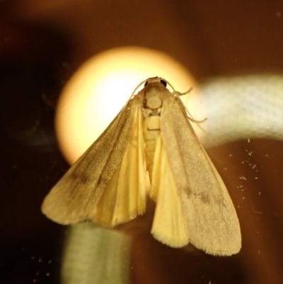 Threnosia (genus) (A Tiger moth (Lithosiini)) at Cook, ACT - 3 Mar 2024 by CathB