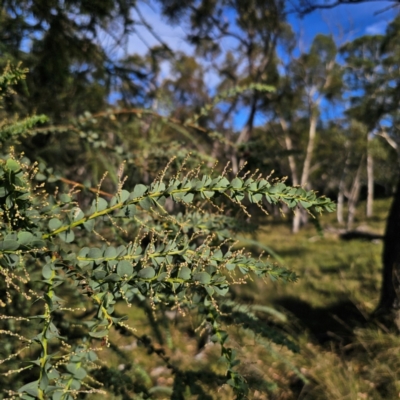 Acacia pravissima (Wedge-leaved Wattle, Ovens Wattle) at Captains Flat, NSW - 5 Mar 2024 by Csteele4