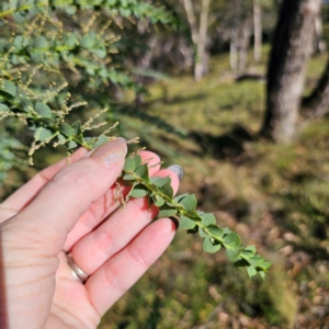 Acacia pravissima at QPRC LGA - 5 Mar 2024 05:11 PM