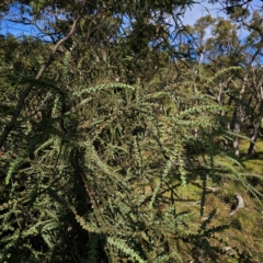 Acacia pravissima at QPRC LGA - 5 Mar 2024 05:11 PM