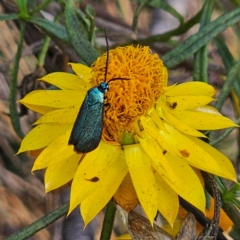 Pollanisus (genus) (A Forester Moth) at Captains Flat, NSW - 5 Mar 2024 by Csteele4