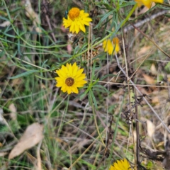 Xerochrysum viscosum (Sticky Everlasting) at Captains Flat, NSW - 5 Mar 2024 by Csteele4