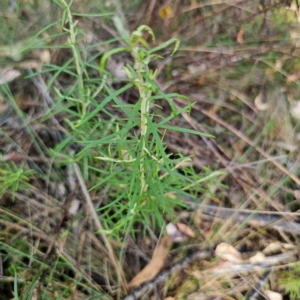 Xerochrysum viscosum at QPRC LGA - 5 Mar 2024