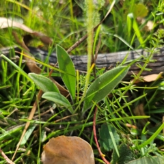 Plantago varia (Native Plaintain) at Captains Flat, NSW - 5 Mar 2024 by Csteele4