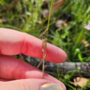 Plantago varia at QPRC LGA - 5 Mar 2024