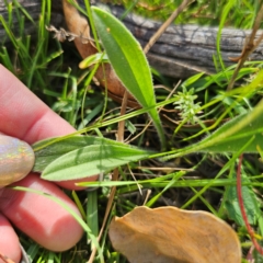 Plantago varia at QPRC LGA - 5 Mar 2024