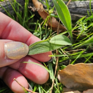 Plantago varia at QPRC LGA - 5 Mar 2024