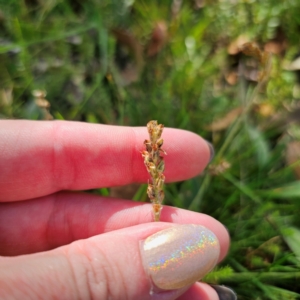 Plantago varia at QPRC LGA - 5 Mar 2024