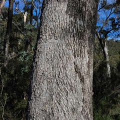 Eucalyptus bridgesiana (Apple Box) at QPRC LGA - 5 Mar 2024 by Csteele4