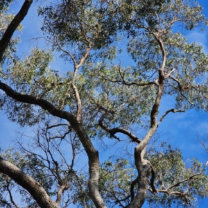 Eucalyptus bridgesiana at QPRC LGA - 5 Mar 2024 05:03 PM