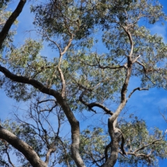 Eucalyptus bridgesiana at QPRC LGA - 5 Mar 2024