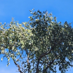 Eucalyptus bridgesiana at QPRC LGA - 5 Mar 2024 05:03 PM