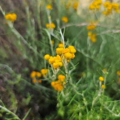 Chrysocephalum semipapposum (Clustered Everlasting) at Captains Flat, NSW - 5 Mar 2024 by Csteele4