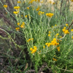 Chrysocephalum semipapposum at QPRC LGA - 5 Mar 2024