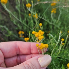 Chrysocephalum semipapposum at QPRC LGA - 5 Mar 2024 05:00 PM