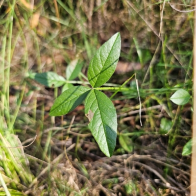 Cullen microcephalum (Dusky Scurf-pea) at Captains Flat, NSW - 5 Mar 2024 by Csteele4