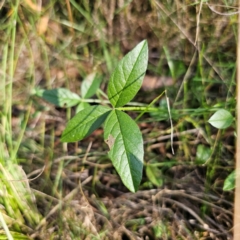 Cullen microcephalum (Dusky Scurf-pea) at Captains Flat, NSW - 5 Mar 2024 by Csteele4