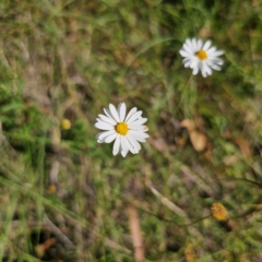 Brachyscome aculeata (Hill Daisy) at Captains Flat, NSW - 5 Mar 2024 by Csteele4