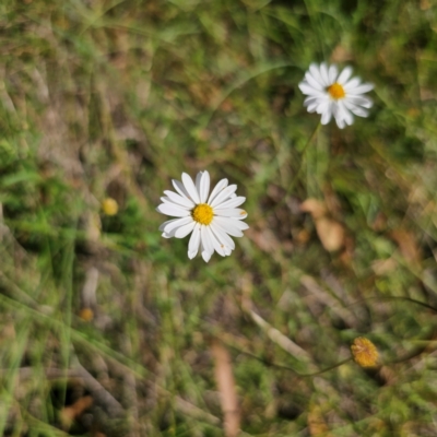 Brachyscome aculeata (Hill Daisy) at Captains Flat, NSW - 5 Mar 2024 by Csteele4