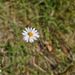 Brachyscome aculeata at QPRC LGA - 5 Mar 2024