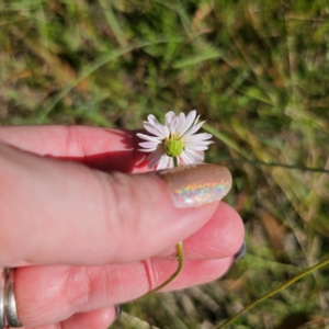 Brachyscome aculeata at QPRC LGA - 5 Mar 2024