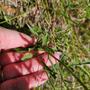 Brachyscome aculeata at QPRC LGA - 5 Mar 2024