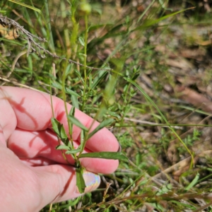 Brachyscome aculeata at QPRC LGA - 5 Mar 2024