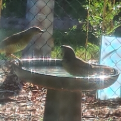 Ptilonorhynchus violaceus (Satin Bowerbird) at Giralang, ACT - 5 Mar 2024 by Esther