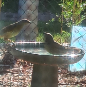 Ptilonorhynchus violaceus at Giralang, ACT - suppressed