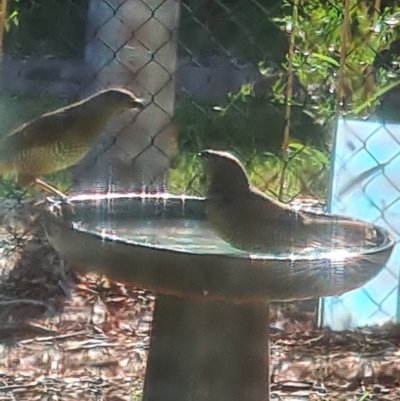 Ptilonorhynchus violaceus (Satin Bowerbird) at Giralang, ACT - 5 Mar 2024 by Esther