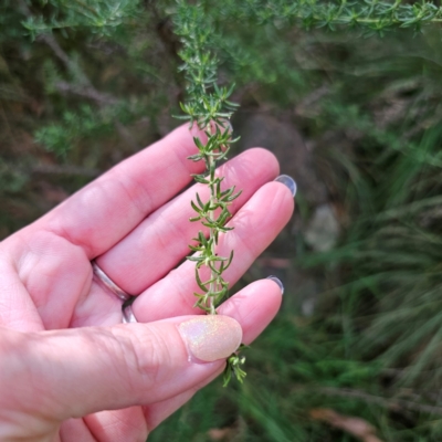 Cassinia aculeata subsp. aculeata (Dolly Bush, Common Cassinia, Dogwood) at Captains Flat, NSW - 5 Mar 2024 by Csteele4