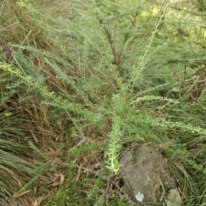 Cassinia aculeata subsp. aculeata at QPRC LGA - 5 Mar 2024 04:51 PM